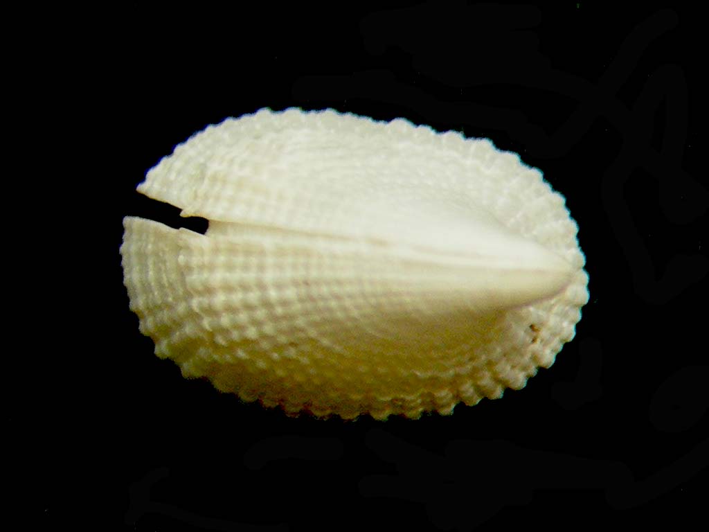 emarginula???????